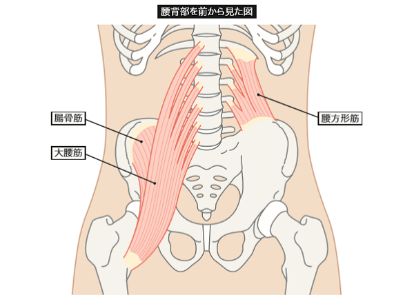 腸腰筋の働き 腰痛