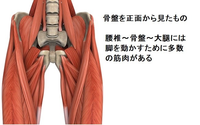 腸腰筋の働き 腰痛