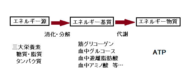 ニューヨクササイズ ダイエット