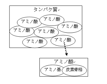 タンパク質 過剰摂取 腎臓を壊す ブログ