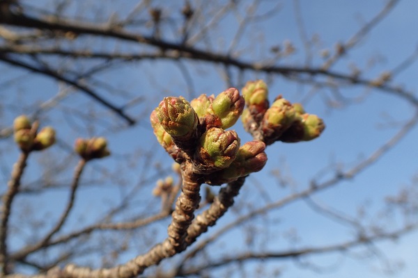 玉野市深山公園 桜 開花