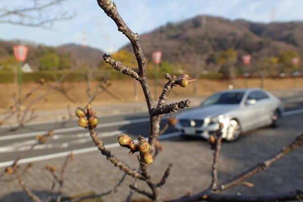 玉野市深山公園 桜 開花