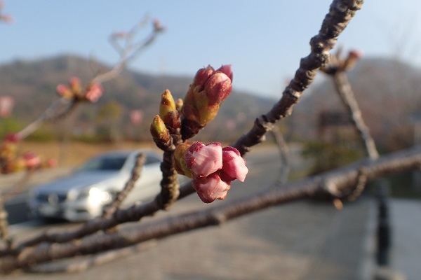 玉野市深山公園 桜 開花