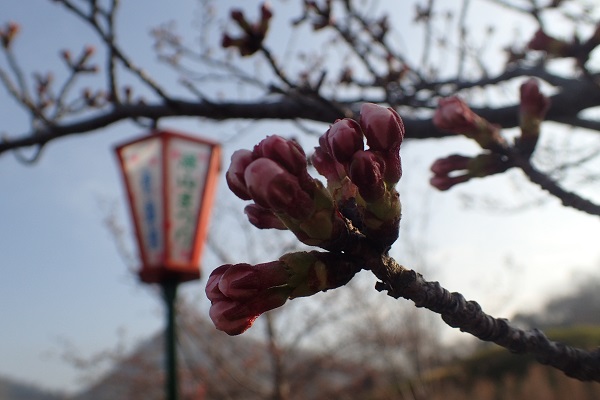 玉野市深山公園 桜 開花