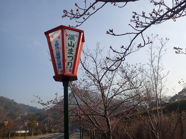 玉野市深山公園 桜 開花