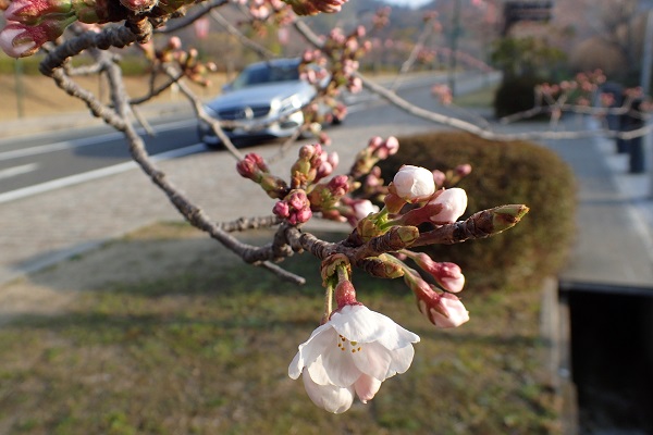 玉野市深山公園 桜 開花