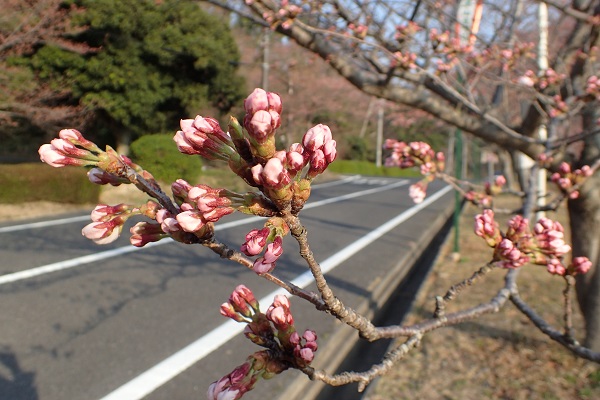 玉野市深山公園 桜 開花