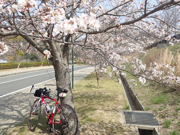 深山公園 桜 サイクリング