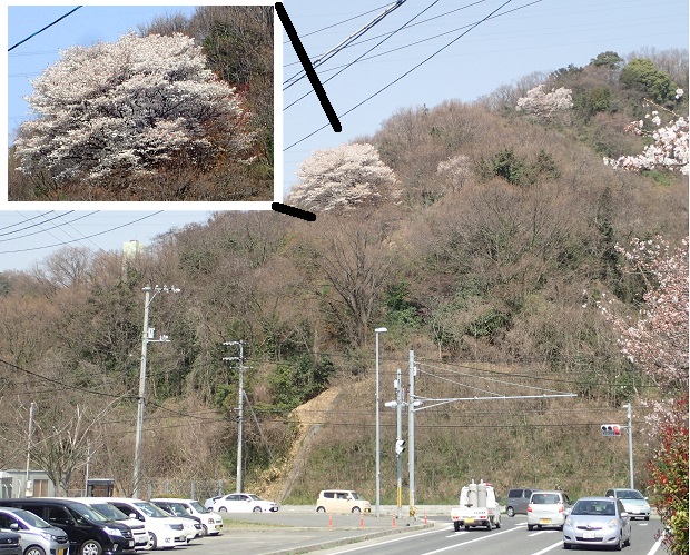 深山見返り桜 見返桜 深山公園