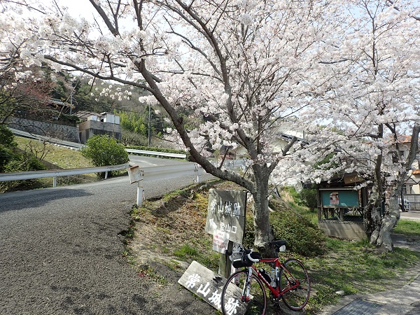 常山 桜 玉野市