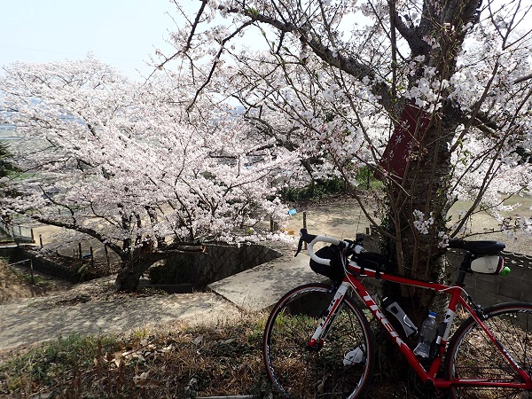 常山 桜 玉野市