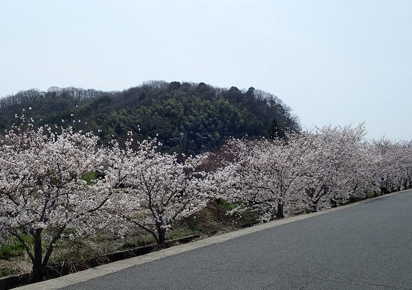 玉野市 用吉 桜