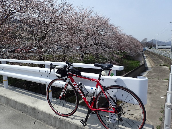 JR八浜駅 桜 満開