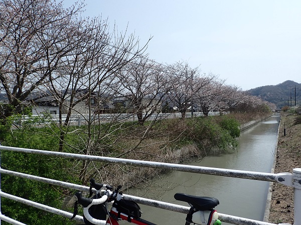 千両街道 桜並木 玉野市