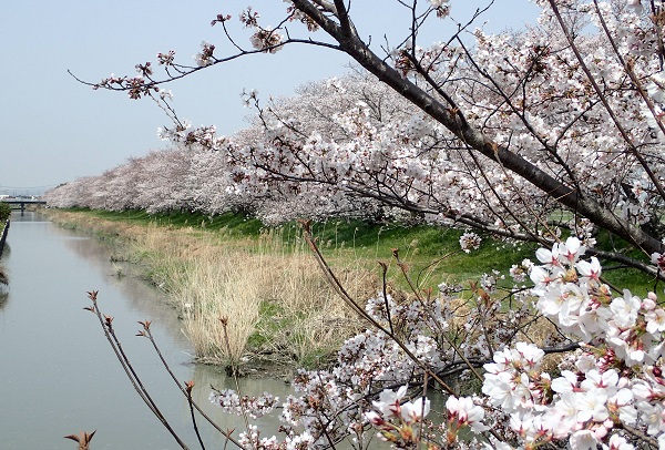 灘崎町 宮川樋門 桜並木