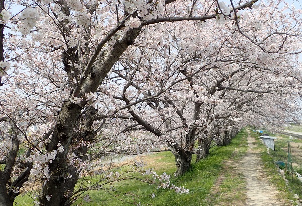 灘崎町 宮川樋門 桜並木