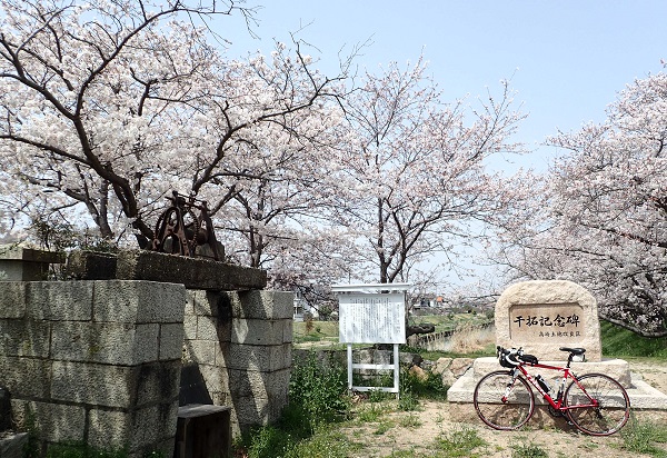 灘崎町 宮川樋門 桜並木