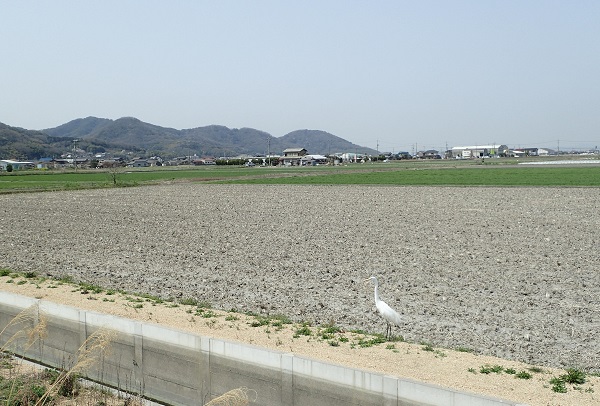 宮川樋門 桜並木 児島湾