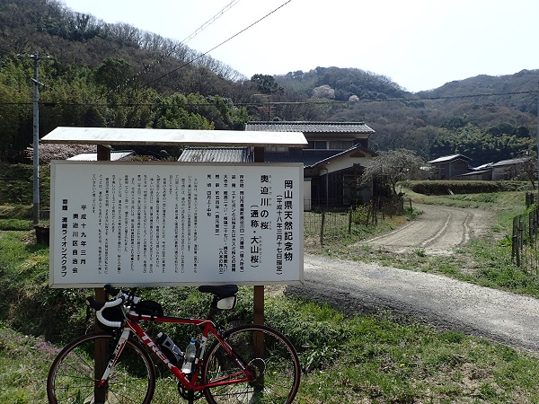 奥迫川 大山桜 駐車場