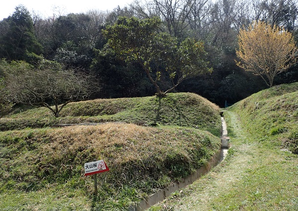 奥迫川 大山桜 登山道