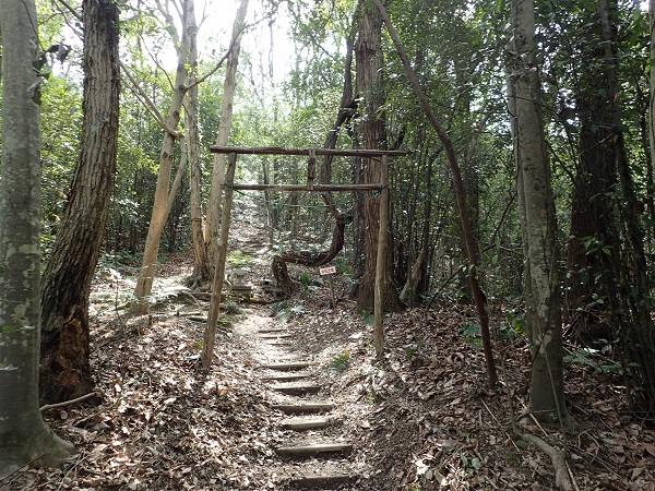 奥迫川 大山桜 登山道