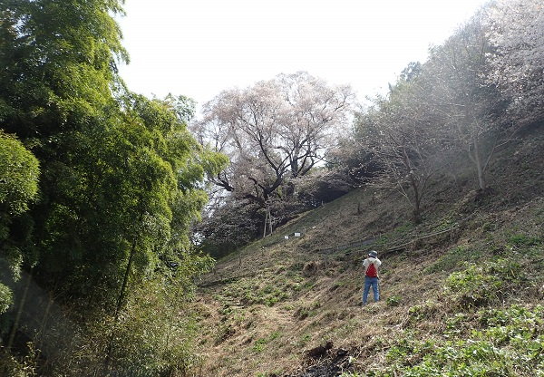 奥迫川 大山桜 登山道