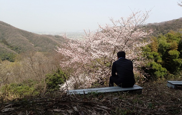 奥迫川 大山桜 登山道