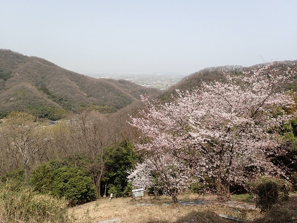 奥迫川 大山桜 登山道