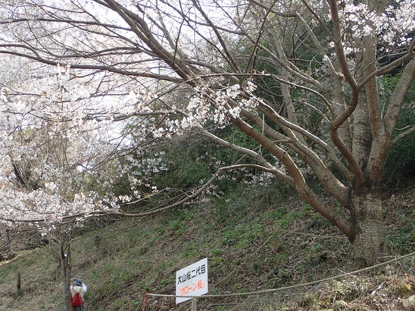 奥迫川 大山桜 登山道