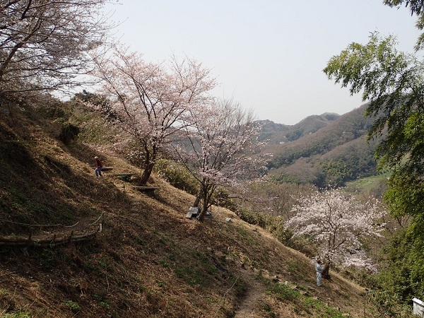 奥迫川 大山桜 登山道