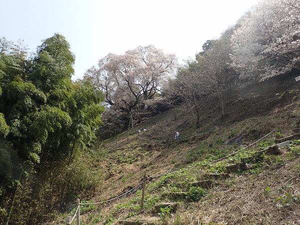 奥迫川 大山桜 登山道