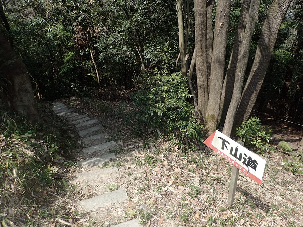 奥迫川 大山桜 登山道