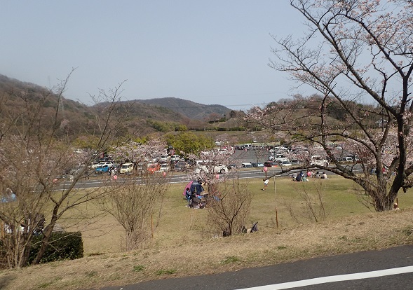 玉野市深山公園 桜 開花