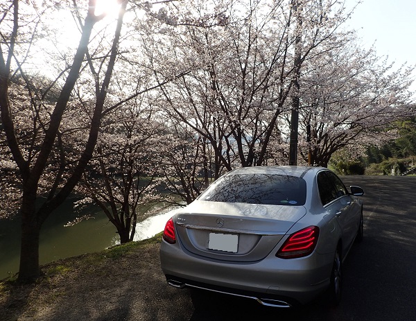 ベンツCクラス W205 桜