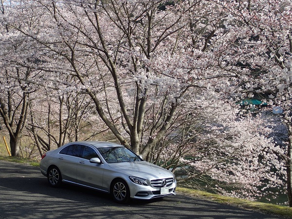 ベンツCクラス W205 桜