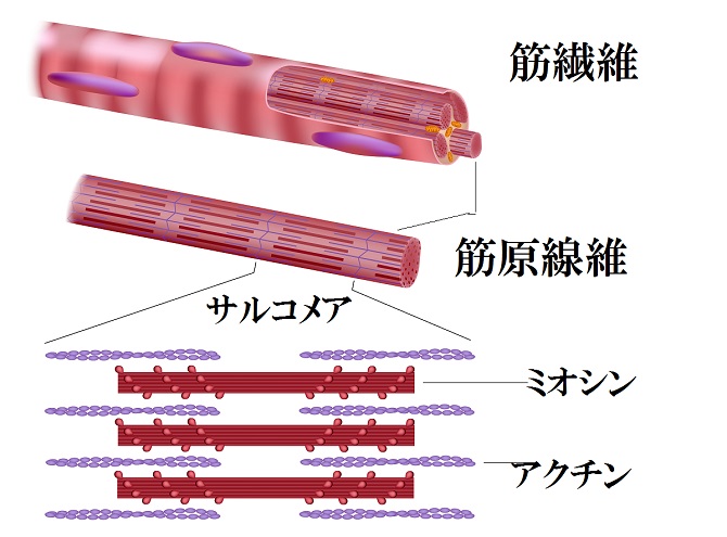 筋肉 異化 同化 アナボリック カタボリック