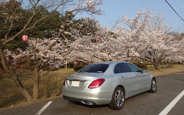 深山公園 夜桜