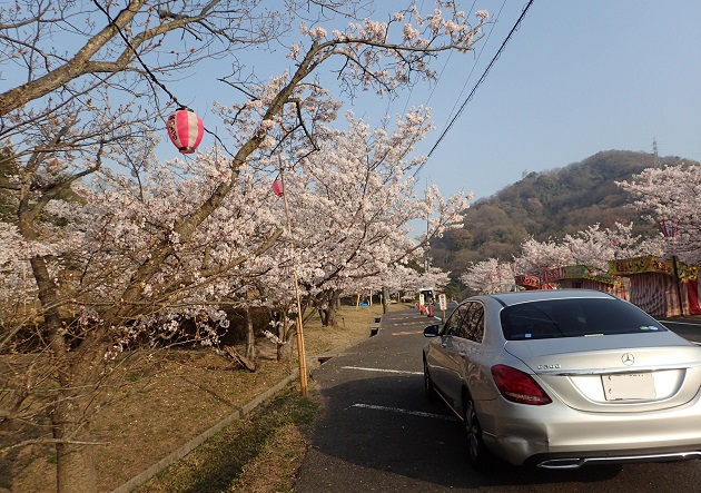 深山公園 夜桜