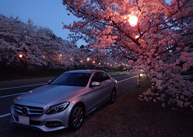 深山公園 夜桜