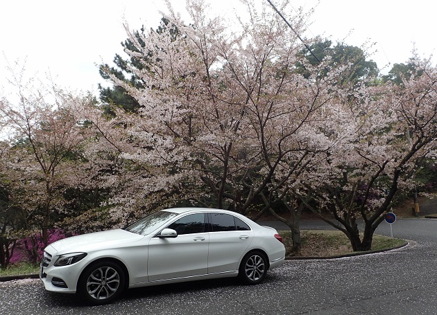 深山公園 桜 散る