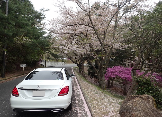 深山公園 桜 散る