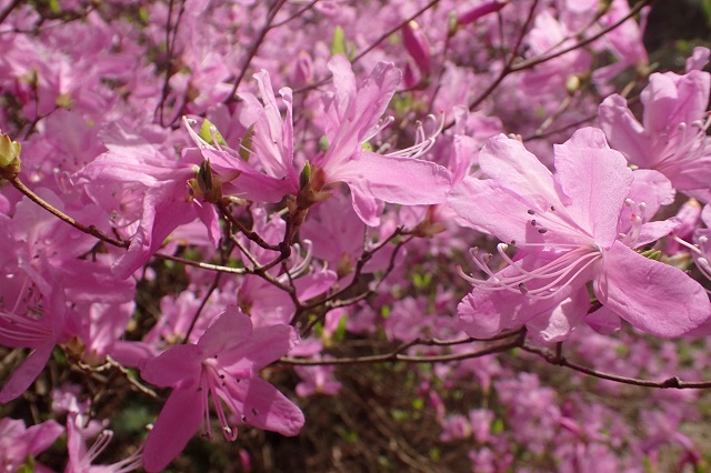 深山公園 ツツジ 開花