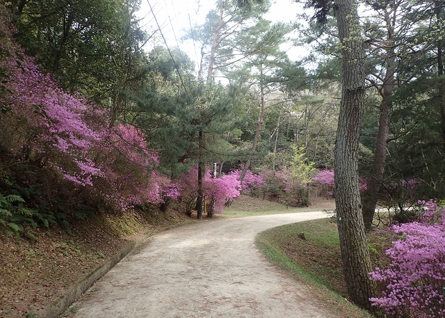 深山公園 ツツジ 開花