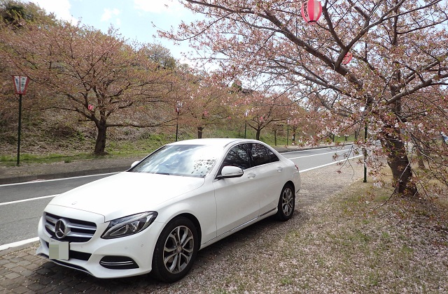 深山公園 桜まつり