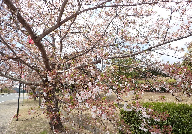 深山公園 桜まつり