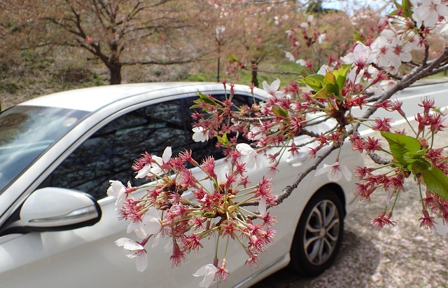 深山公園 桜まつり