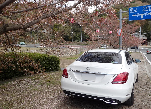 深山公園 桜まつり