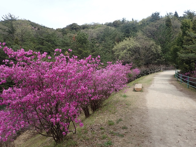 深山公園 ツツジ 満開