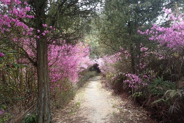 深山公園 ツツジ 満開