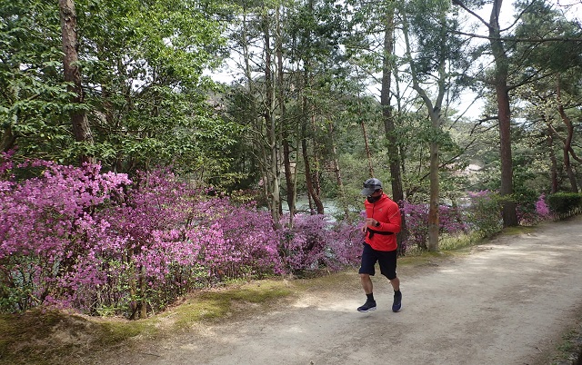 深山公園 ツツジ 満開